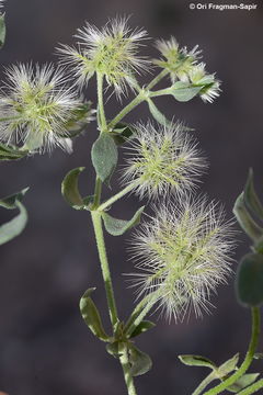 Image of Cometes abyssinica (R. Br.) R. Br.