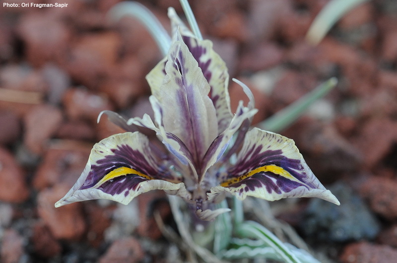 Image of Iris edomensis Sealy