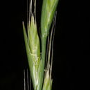 Image of Persian ryegrass