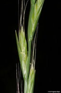 Image of Persian ryegrass