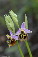 Image of late spider-orchid