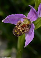 Image of Bee orchid