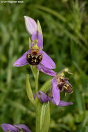 Image of Bee orchid