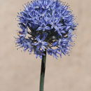 Image de Allium caeruleum Pall.