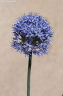 Image of Allium caeruleum Pall.