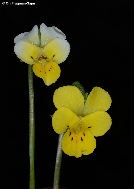 صورة Viola modesta Fenzl