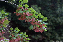 Plancia ëd Acer obtusifolium Sm.