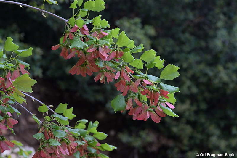 Imagem de Acer obtusifolium Sm.