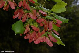 Imagem de Acer obtusifolium Sm.