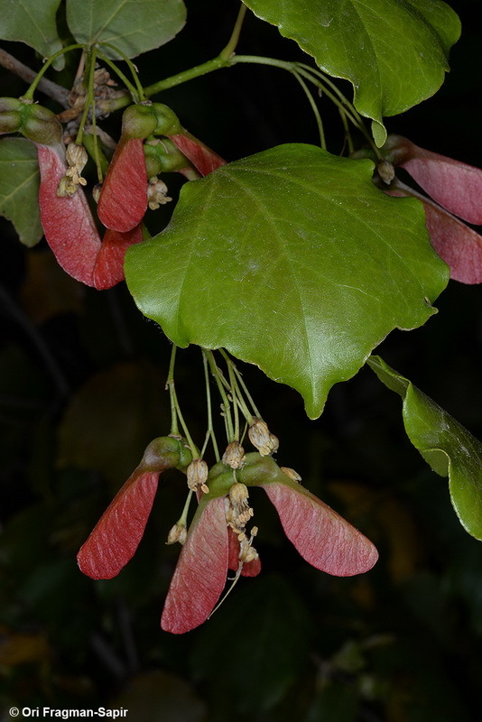 Plancia ëd Acer obtusifolium Sm.