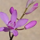 Image of Urn orchids