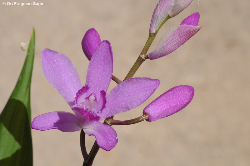 Image of Chinese ground orchid