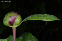 Image of wild peony