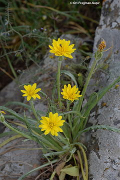 Image of Scorzonera syriaca Boiss. & Blanche