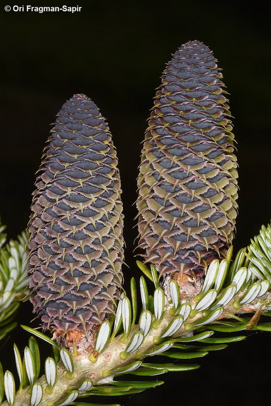 Image of Korean Fir