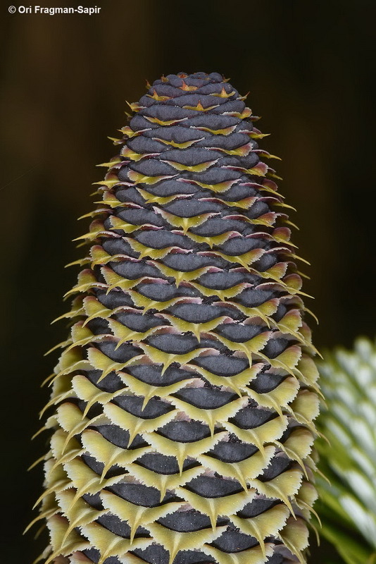 Image of Korean Fir