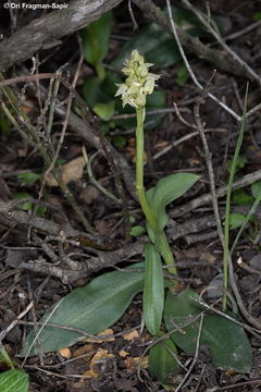 Image of Dense-flowered orchid