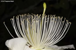 Image de <i>Capparis cartilaginea</i>