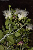 Image de <i>Capparis cartilaginea</i>