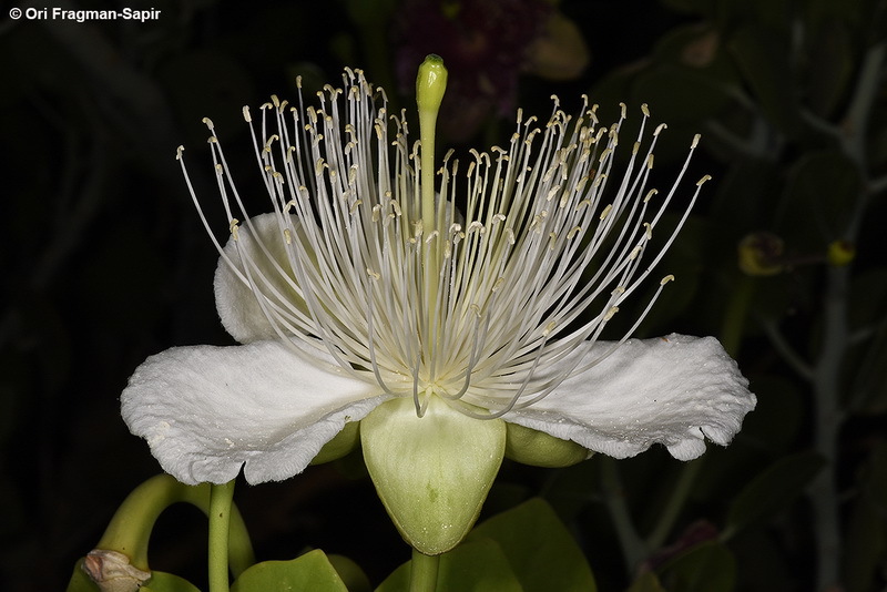 Image de <i>Capparis cartilaginea</i>