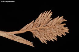 Image de Sclerochloa dura (L.) P. Beauv.