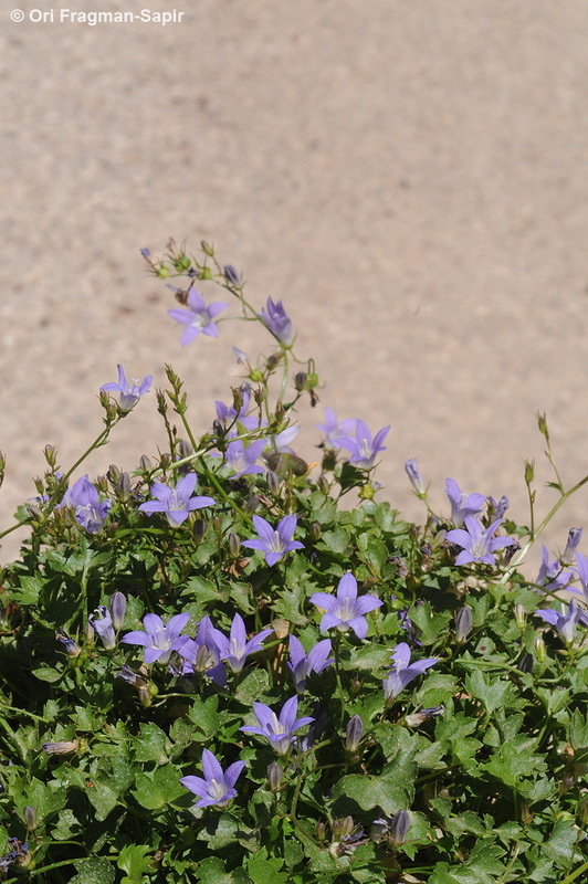 Image of Campanula cymbalaria Sm.