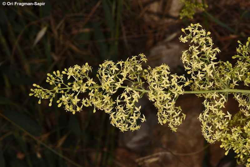 Plancia ëd Galium libanoticum Ehrend.