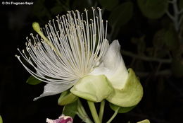 Image de <i>Capparis cartilaginea</i>