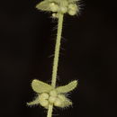 Image of bedstraw