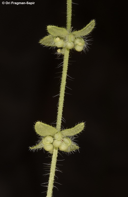 Image of piedmont bedstraw