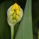 Image of Lily Leek