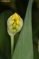 Image of Lily Leek