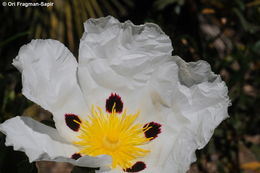 Image of common gum cistus