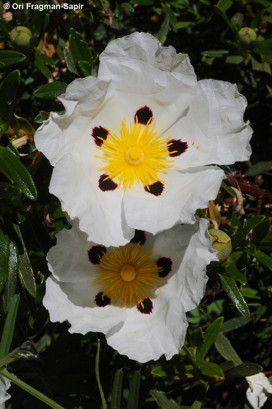 Image of common gum cistus