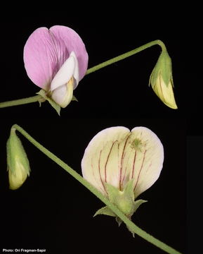 Image of Lathyrus cassius Boiss.