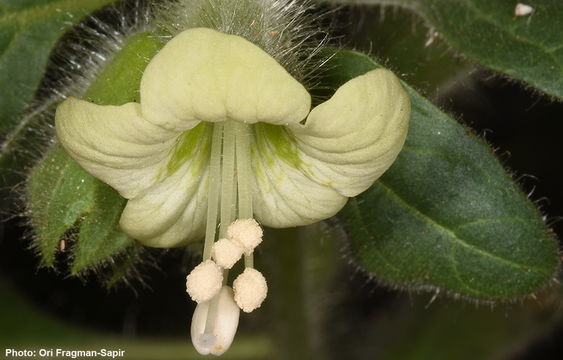 Image of white henbane