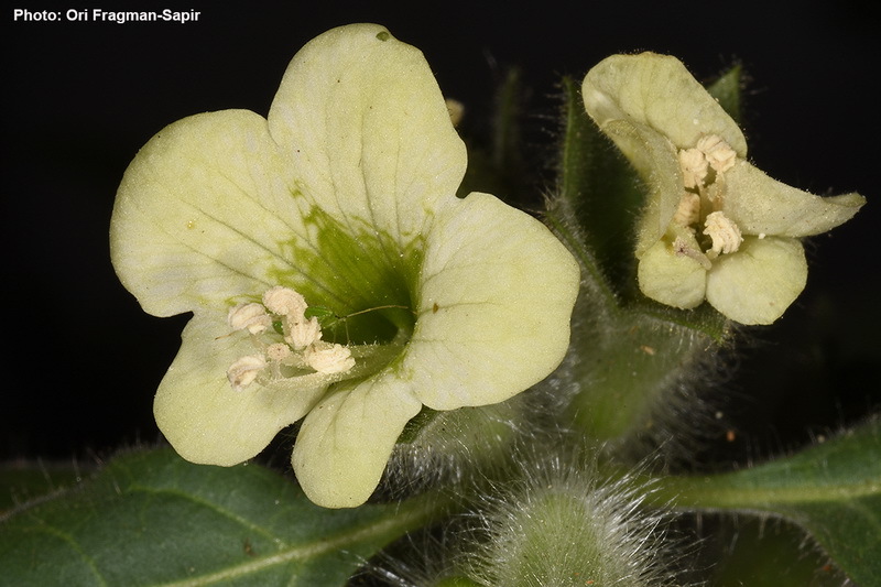 Plancia ëd Hyoscyamus albus L.