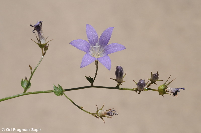 Image of Campanula cymbalaria Sm.