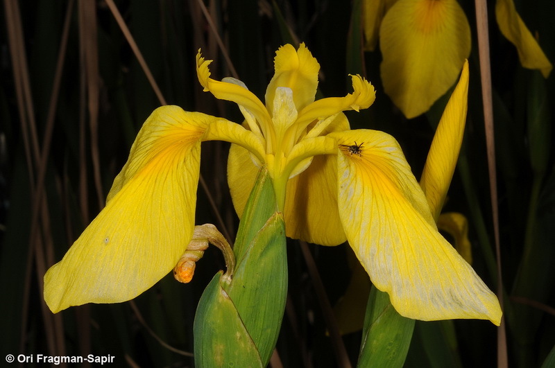 Image of yellow flag, yellow iris