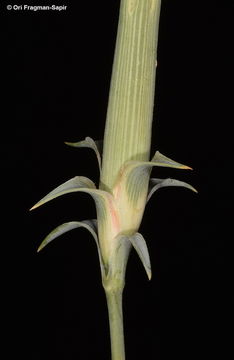 Слика од Dianthus libanotis Labill.