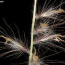 Imagem de <i>Pennisetum orientale</i>