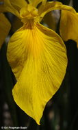 Image of yellow flag, yellow iris