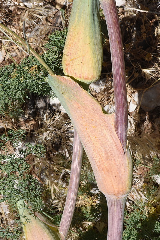 Image of Ferula hermonis Boiss.