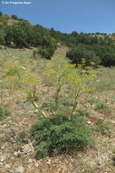 Image of Ferula hermonis Boiss.