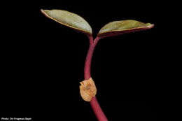 Image de <i>Capparis zoharyi</i>