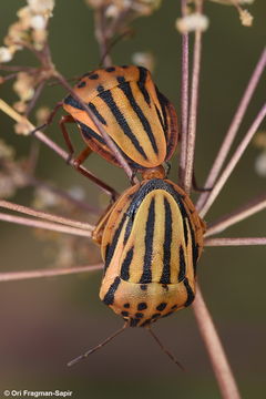 Image of <i>Graphosoma semipunctatum</i>