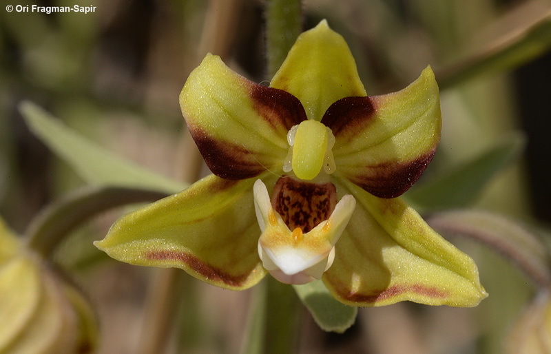 Imagem de Epipactis veratrifolia Boiss. & Hohen.