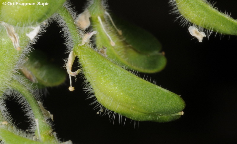 صورة Lepidium hirtum (L.) Sm.