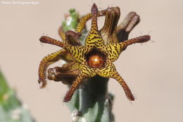 Image of <i>Caralluma tuberculata</i>