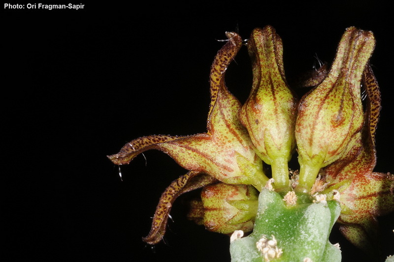 Image of <i>Caralluma tuberculata</i>